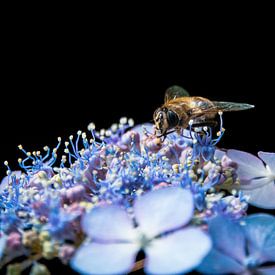 Schwebfliege auf violetten Blüten von Jayzon Photo