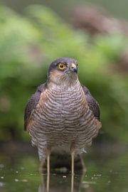 Sperwer von Jan Heijmans