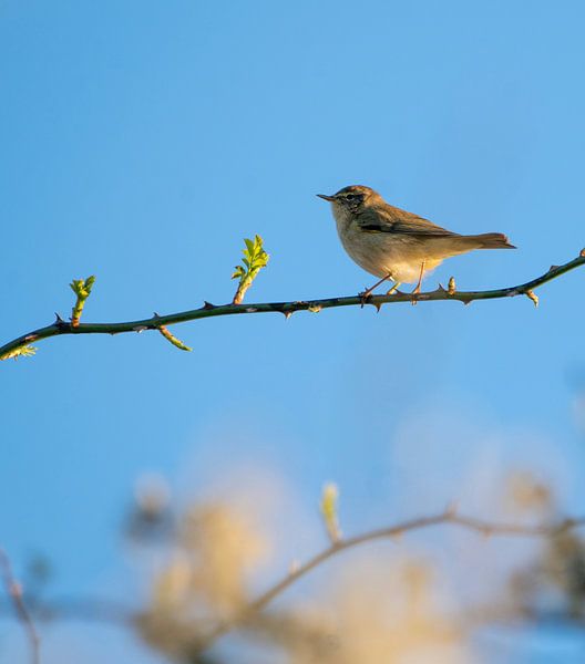 De vink van Lenskappie