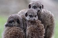 Triplets meerkats von Ron Meijer Photo-Art Miniaturansicht