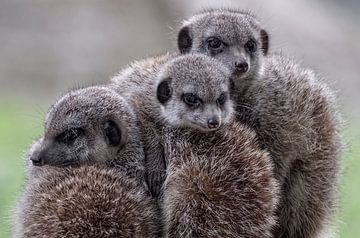 Triplets meerkats by Ron Meijer Photo-Art