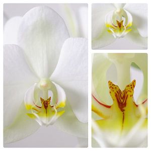 3 luik witte orchidee van Wiljo van Essen
