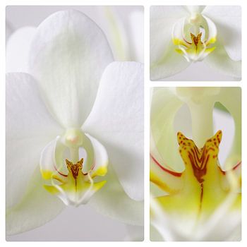 3 luik witte orchidee