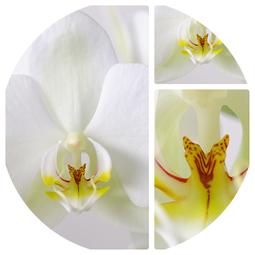 3 luik witte orchidee van Wiljo van Essen