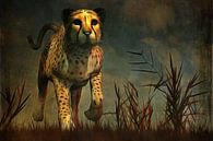 Dierenrijk – Cheetah  komt recht naar je toe tijdens de jacht van Jan Keteleer thumbnail