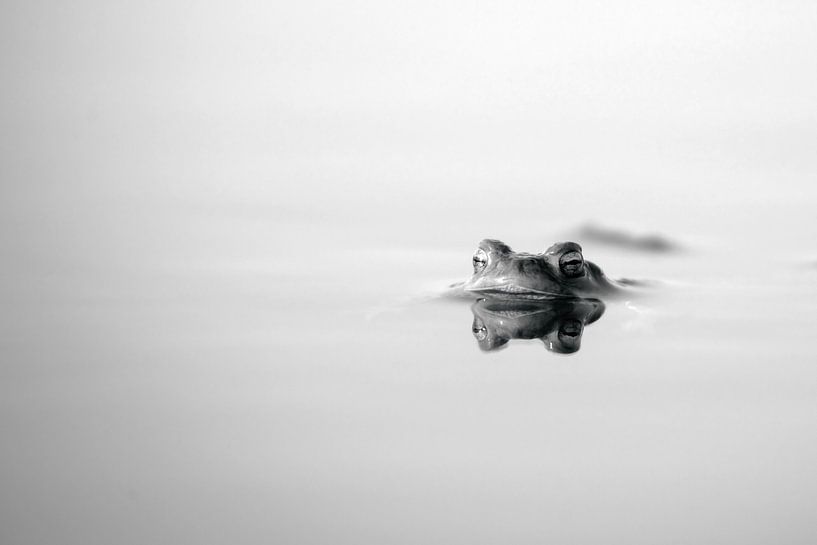 Frosch am Relaxen in schwarz weiß von Tanja Riedel