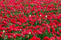 Tulpen