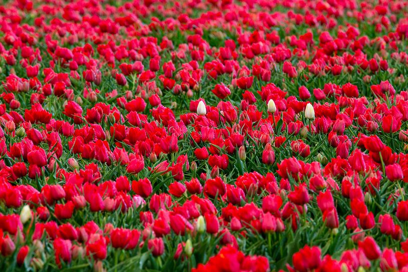 Tulpen van robertjan boonstra