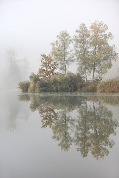 Trees inside a lake by Jana Behr