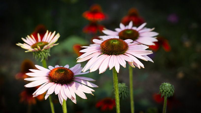 Sonnenhutblume (Echinacea purpurea) von Saranda in t Veld Fotografie