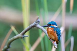 Eisvogel (Alcedo atthis)