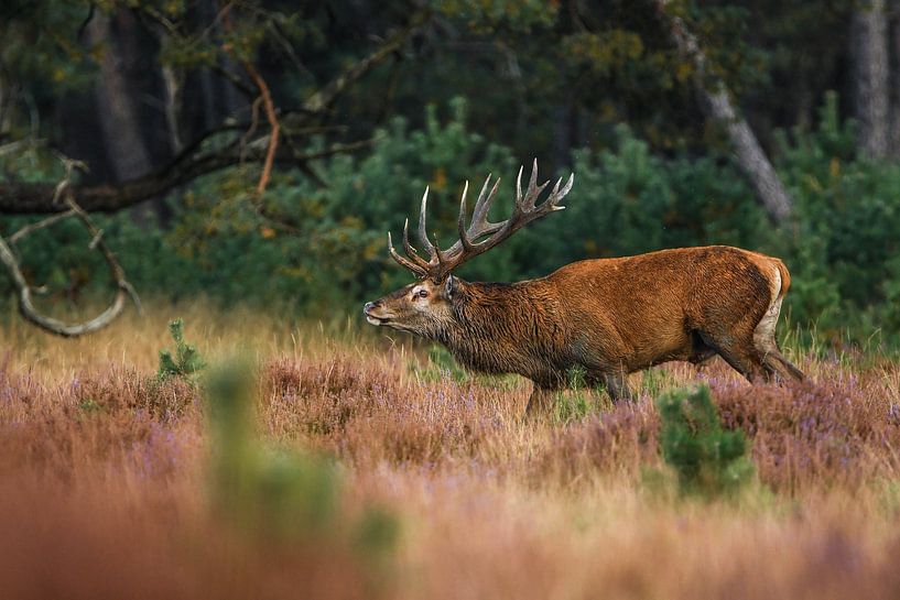 Rothirsch von Ivo Z natuurfotografie