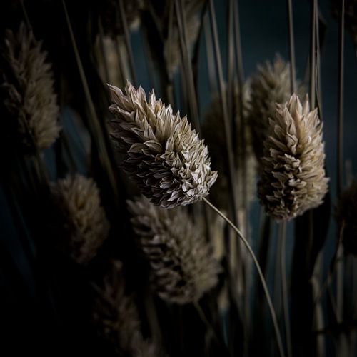 L'alpiste des Canaries - carré