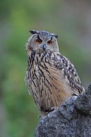 Eagle Owl *Bubo bubo*