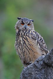 gespannter Blick... Uhu *Bubo bubo* von wunderbare Erde