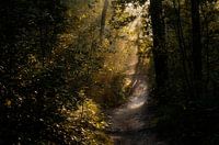 Bossen, Eerste zonnestralen in het bos