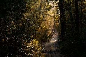Premiers rayons de soleil dans la forêt