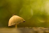 Op een grote paddenstoel von Renske Breur Miniaturansicht
