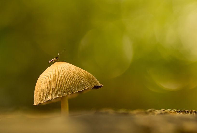 Op een grote paddenstoel von Renske Breur