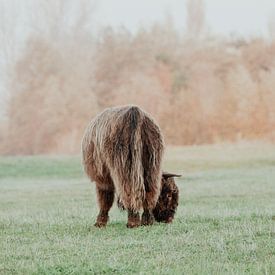 Scottish Highlanders in the Dutch Dunes by Anne Zwagers