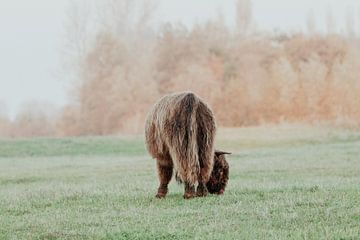 Schotse Hooglanders in de Nederlandse Duinen van Anne Zwagers
