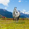Wit paard in een veld in het Andes gebergte. van Marcel Bakker