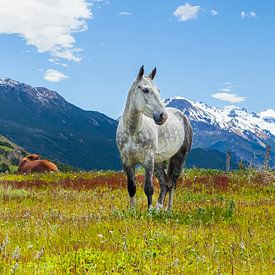 White horse in a field in the Andes Mountains. by Marcel Bakker