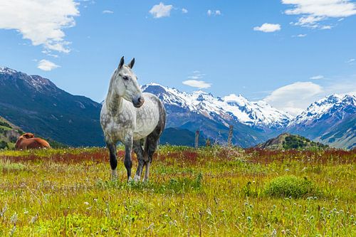White horse in a field in the Andes Mountains. by Marcel Bakker