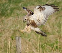 Juveniele Ruigpootbuizerd (Buteo lagopus) landend op een houten paal, Zeeland
