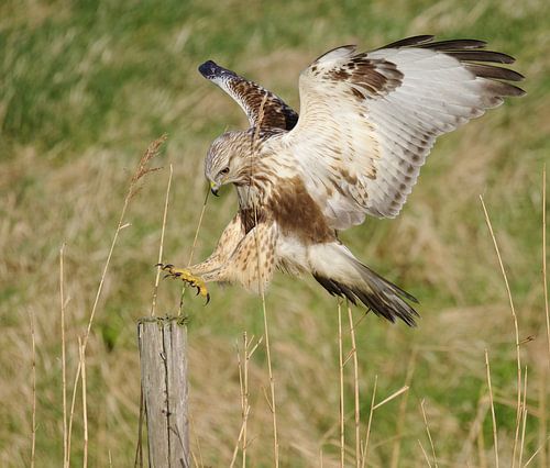 Juveniele Ruigpootbuizerd (Buteo lagopus) landend op een houten paal, Zeeland van Nature in Stock