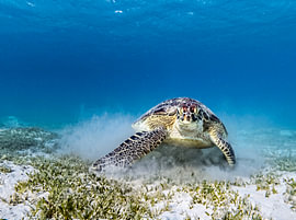 Een groene zeeschildpad komt recht op de toeschouwer af vanuit een zandwolk