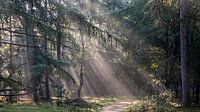 Zonneharp in het dennenbos