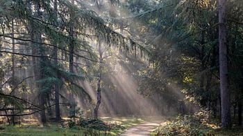 Une harpe solaire dans la forêt de pins