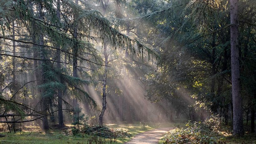 Sonnenharfe im Kiefernwald von Manja van der Heijden