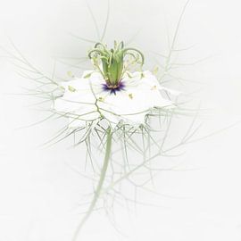 serene white
