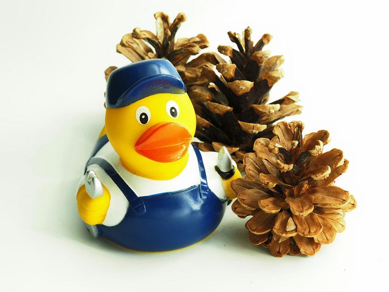 pas un vilain petit canard par RW Blitzlicht