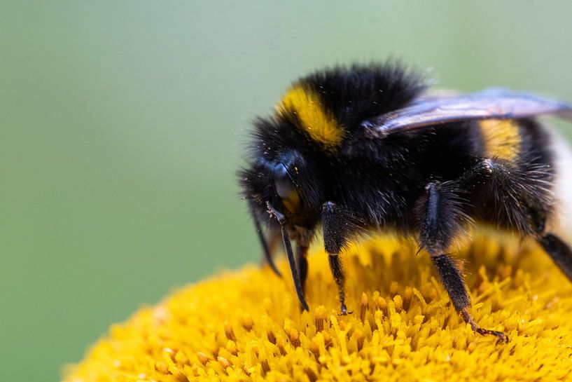 Bumblebee by Lisa Dumon