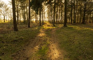 Bos Dwingelderveld - Dwingeloo (Niederlande) von Marcel Kerdijk