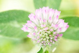 Fleur de trèfle rose entrouverte sur Iris Holzer Richardson