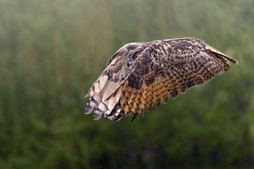 Uil op de vlucht