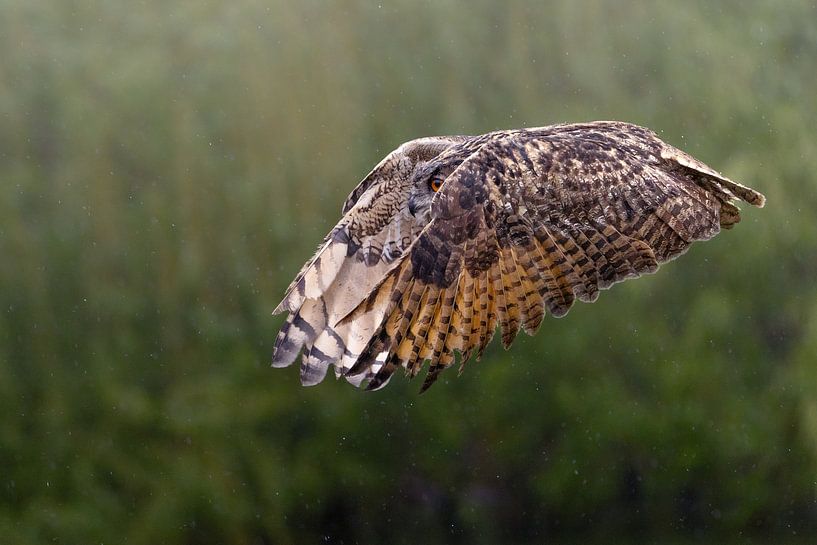 Hibou en fuite par Marieke Deinum