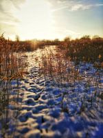 the hare`s trail 