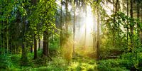 Lever de soleil dans la forêt par Günter Albers Aperçu