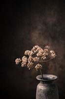 Getrockneter Bärenklau in rustikaler Vase.