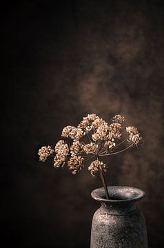 Dried hogweed in a rustic vase. by Henk Van Nunen Fotografie