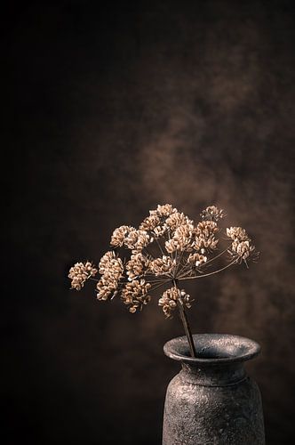 Getrockneter Bärenklau in rustikaler Vase.