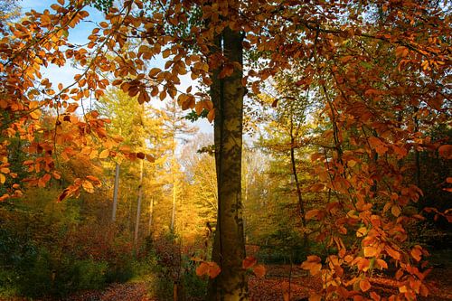 Herbstfarben im Wald (Buche)