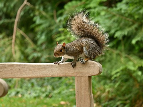 Squirrel by Rob van Wezema