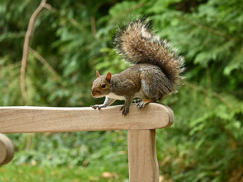 Squirrel by Rob van Wezema