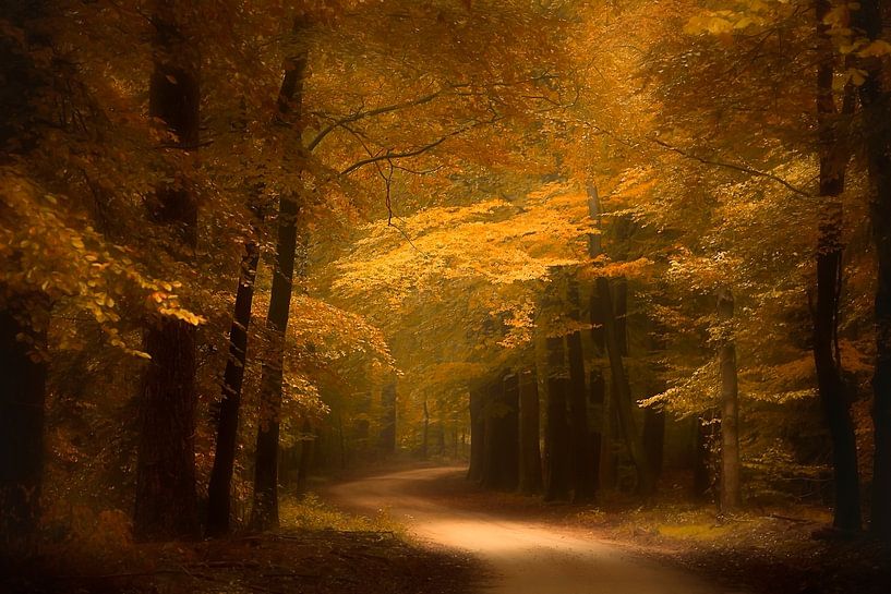 Sentier forestier doré sur la Veluwe par Erwin Stevens